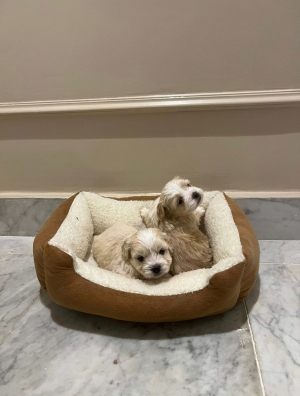 Bichon Havanais 🎊