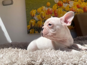4 femelles bouledogue Français