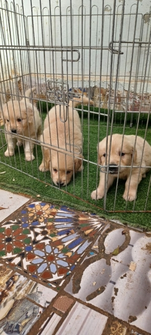 Golden retriever 🔥