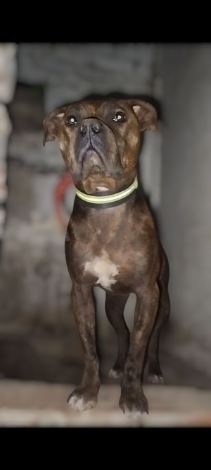 Staffordshire bull terrier