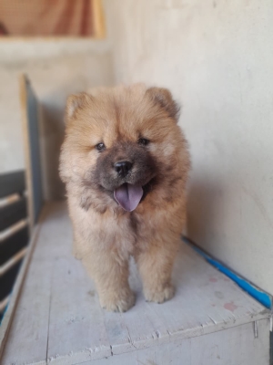 Magnifique femelle Chow-Chow pure race – 50 jours