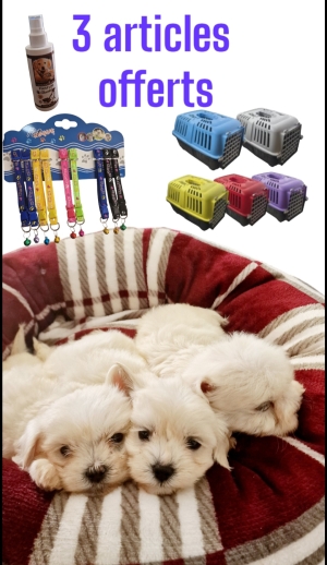 Chiot bichon maltais