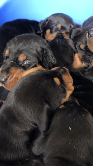 Doberman des chiot