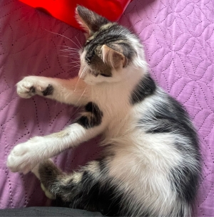 Chatons 3 mois habitués à la litière et très sociables