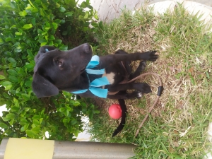 Adorable Labrador retriever de huit mois à donner pour adoption