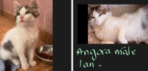 Seshen(=Lotus du Nil)