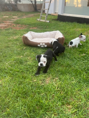 French Bulldog 🇫🇷