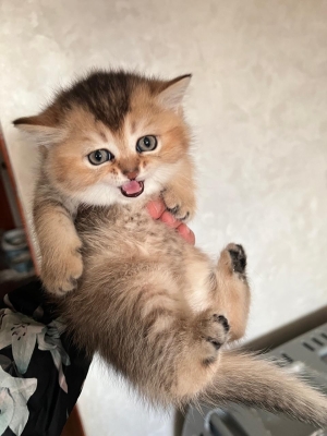 Chatons scottish straight