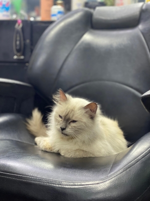 Chaton siamois femelle