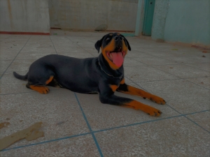 Rottweiler femelle 5 mois