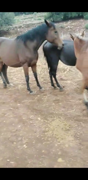 Jument pur-sang arabe 6 ans