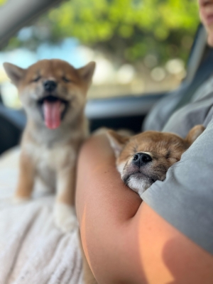 Pures SHIBA INU avec PEDIGREE parents importés