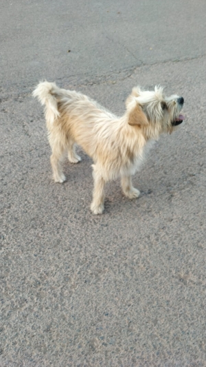 Croisée Terrier