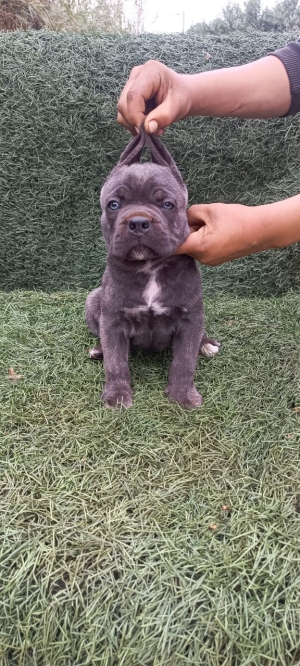 Cane corso