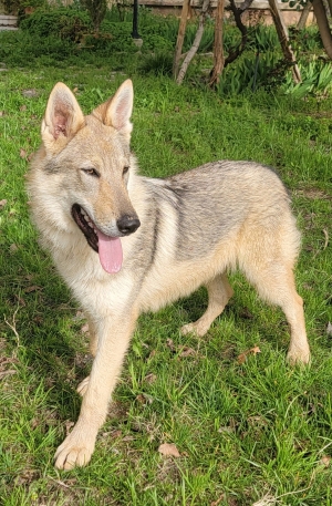 Chiot chien Loup Tchécoslovaque 7 mois