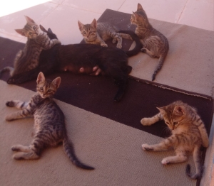 5 CHATONS EN ADOPTION à OUARZAZATE
