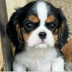 Cavalier King Charles