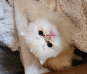 chatons persan pure race