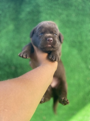 Labrador chocolat