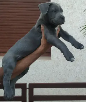 Chiot cane corso