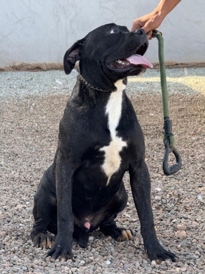 Cane corso