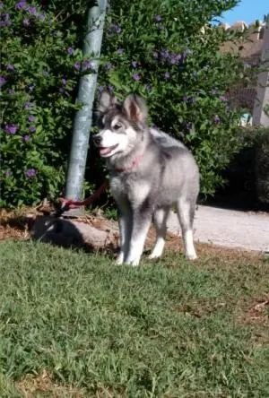Husky malamute femelle a vendre