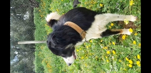 Border Collie