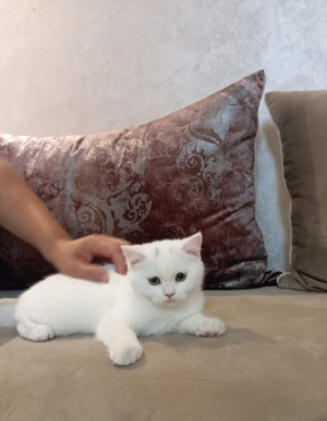 Ventes de magnifique chaton Scottish British