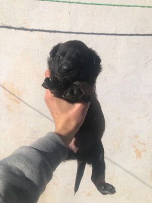 Chiots malinois pure race