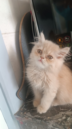 Chatons persans