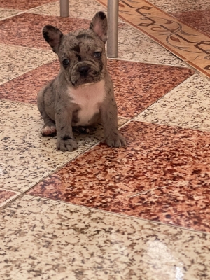 bulldog francais exotique