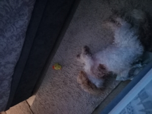 Chien Cavapoo adulte – 2 ans – Affectueux et sociable