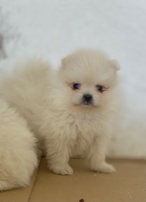 Chien SPitz Pomeranian