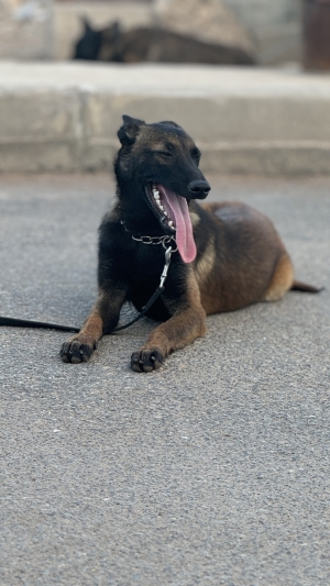 Malinois charbonnier