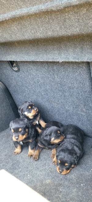 chiots Rottweiler de 2 mois 2 femeles et 2 males