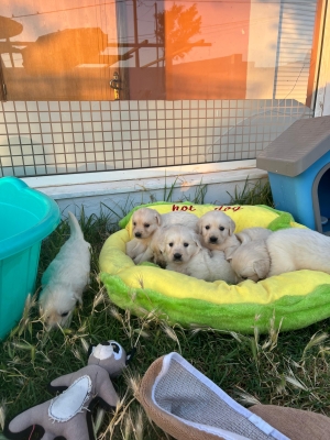 Golden retriever 🔥