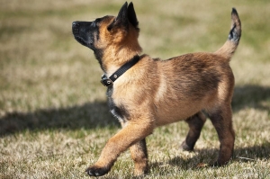 Malinoi a vendre