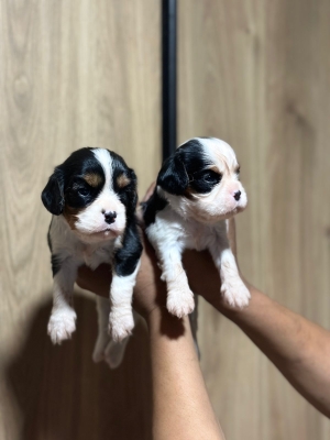 Cavalier kings charles