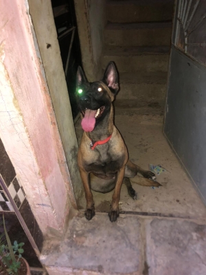 Femmelle malinois a meknes