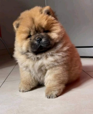 Chow chow  original 💯💯