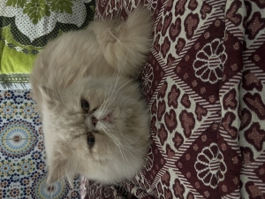 Chat Persian à vendre mâle