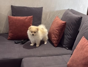 Spitz