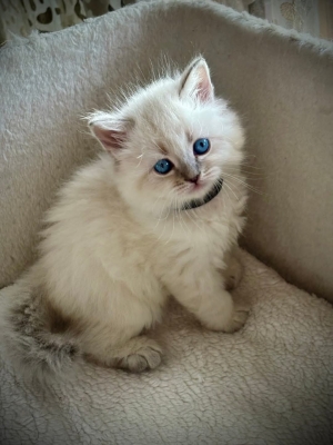 Sibérien Neva Masquerade