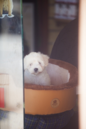 disponible chiots bichon maltais pur race