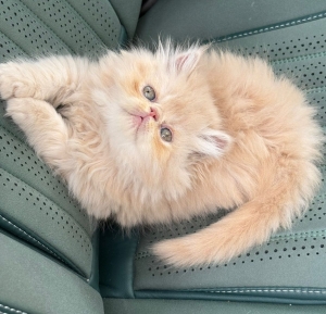 Persan Chaton