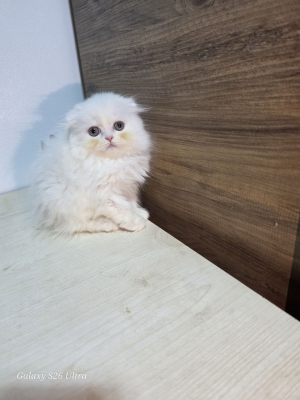 Highland fold & Scottish fold