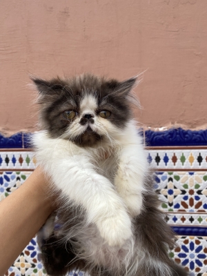 Male et femelle persans