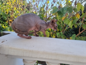 2 beaux et doux sphynx