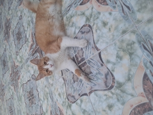 قطط غير معقم