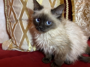 Chaton mâle balinais